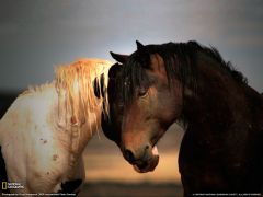 Tapeta National Geographic 545.jpg
